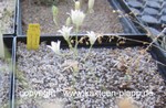Ornithogalum_juncifolium_allgemein_250624-2