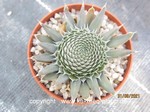 Orostachys spinosa