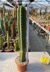 Trichocereus pachanoi 4050 San Petro Cactus