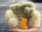 Pachycereus pringlei cristata  731