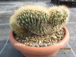 Pachycereus_pringlei_cristata_731-2