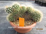 Pachycereus_pringlei_cristata_732-1