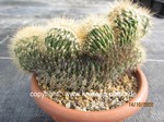 Pachycereus_pringlei_cristata_732-2