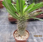 Pachypodium lamerei