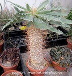 Pachypodium namaquanum  3196