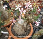 Pachypodium succulentum  1000-c