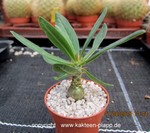 Pachypodium succulentum