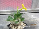 Pachypodium brevicaule  1539