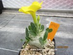 Pachypodium brevicaule  1542