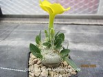 Pachypodium_brevicaule_1542-2