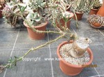 Pachypodium_succulentum-861-2