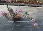 Pachypodium succulentum  1573