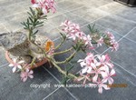 Pachypodium_succulentum_1573-2