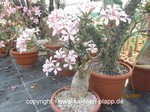 Pachypodium_succulentum_962-1