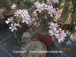 Pachypodium_succulentum_962-2