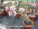 Pachypodium succulentum  963