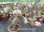 Pachypodium_succulentum_963-2