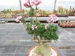 Pachypodium succulentum, teilweise cristata  1551