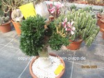 Pachypodium_succulentum_cristata_934-1