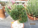 Pachypodium_succulentum_cristata_934-2