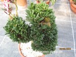 Pachypodium_succulentum_cristata_934-3