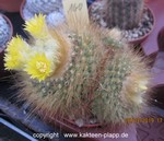 Parodia aureispina cluster 160