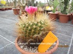 Parodia penicillata 1602