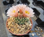 Pediocactus knowltonii