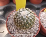 Pelecyphora strobiliformis 3443