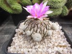 Pelecyphora aselliformis 1609
