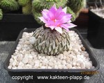 Pelecyphora aselliformis 1706