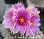 Pelecyphora aselliformis