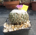 Pelecyphora aselliformis 1625