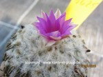 Pelecyphora_aselliformis_1625-2
