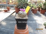 Pelecyphora_aselliformis_1686-2