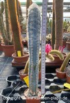 Pilosocereus azureus 3076