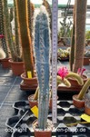 Pilosocereus azureus 3157