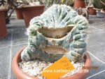 Pilosocereus azureus cristata  876