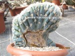 Pilosocereus_azureus_cristata-876-2