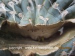 Pilosocereus_azureus_cristata-876-3