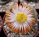 Pleiospilos nelii