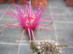 Pseudolobivia_Hybride_Quirly_1607-2