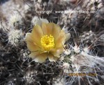 Pterocactus australis1