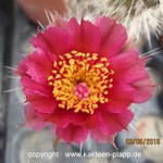 Pterocactus valentinii rubriflorus   (unrooted Cutting)