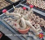 Pterocactus valentinii rubriflorus