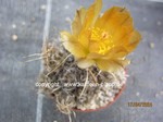 Pterocactus_australis_allgemein_240417-2