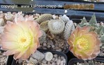 Puna clavarioides albispina HPT315