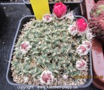 Puna subterranea ssp. incahuasi AJS2152 cluster 1660