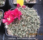 Puna subterranea ssp. incahuasi AJS2152 cluster 1662