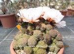 Puna_bonniae_1580-2